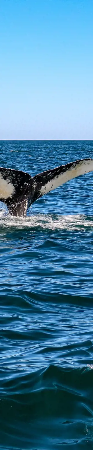 Geh auf Walbeobachtungstour in Vancouver Island